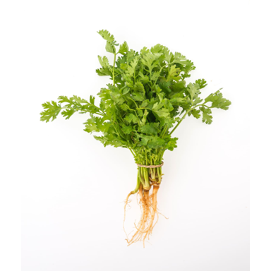 Coriander Leaves
