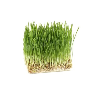 Wheatgrass