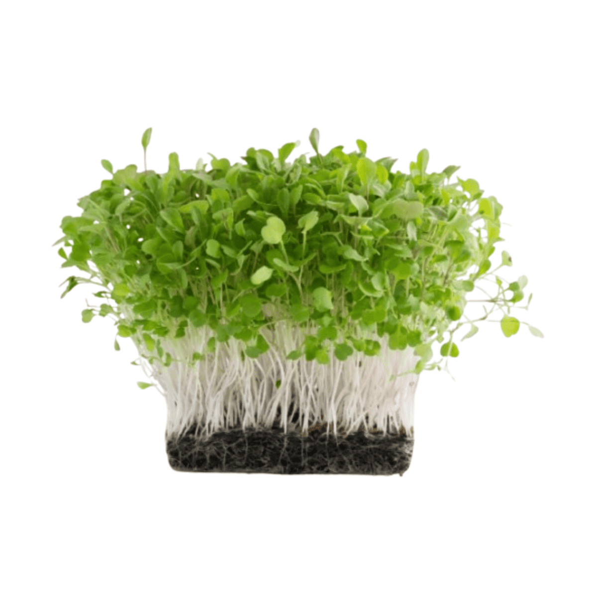 Arugula Green