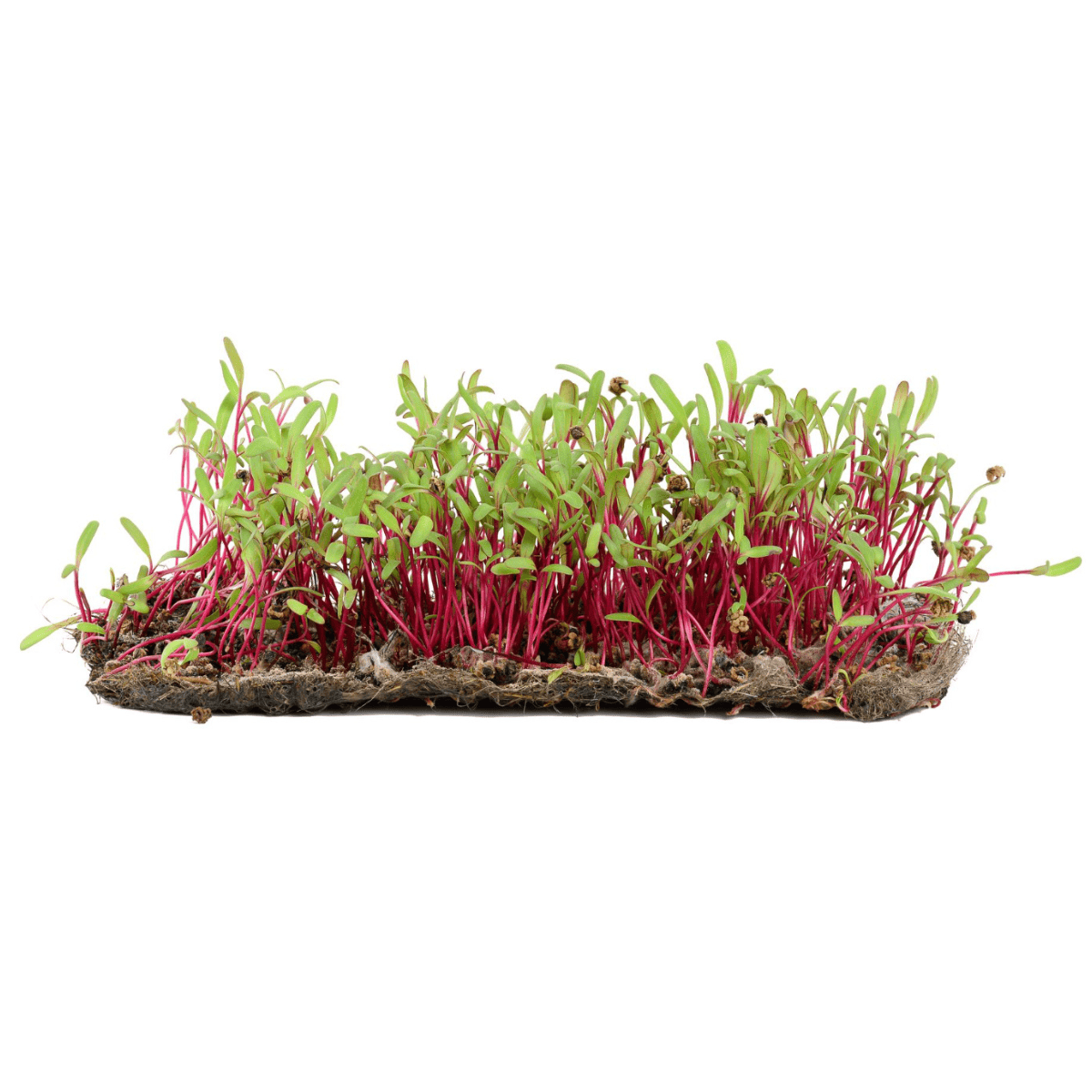 Beetroot