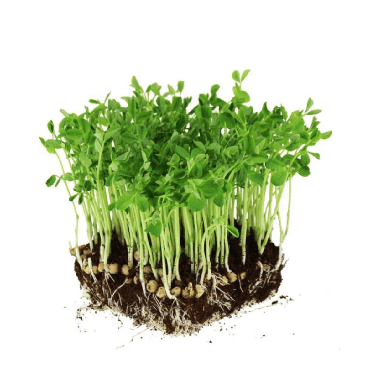 Chickpea microgreens