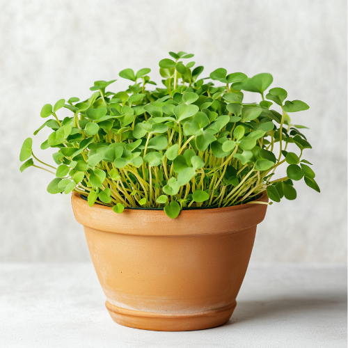 Power Greens