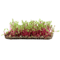 Beetroot