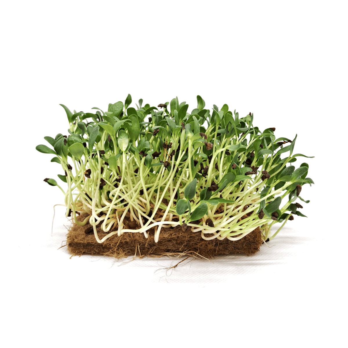 Fenugreek