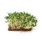 Fenugreek