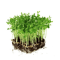 Chickpea microgreens