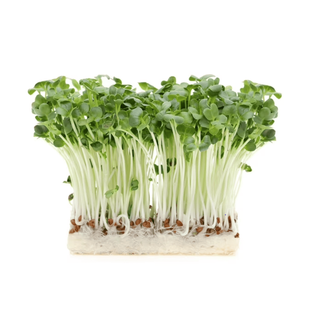 Radish