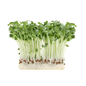 Radish